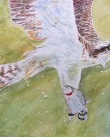 An osprey which nests at Rutland Water takes a rainbow trout outside a trout farm’s photography hide near Empingham