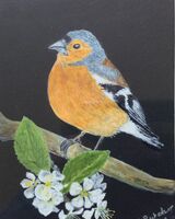 Chaffinch