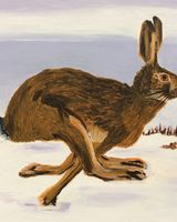 MARCH 2020 - Hare in the Cottesmore Snow, acrylic by Margaret Conner