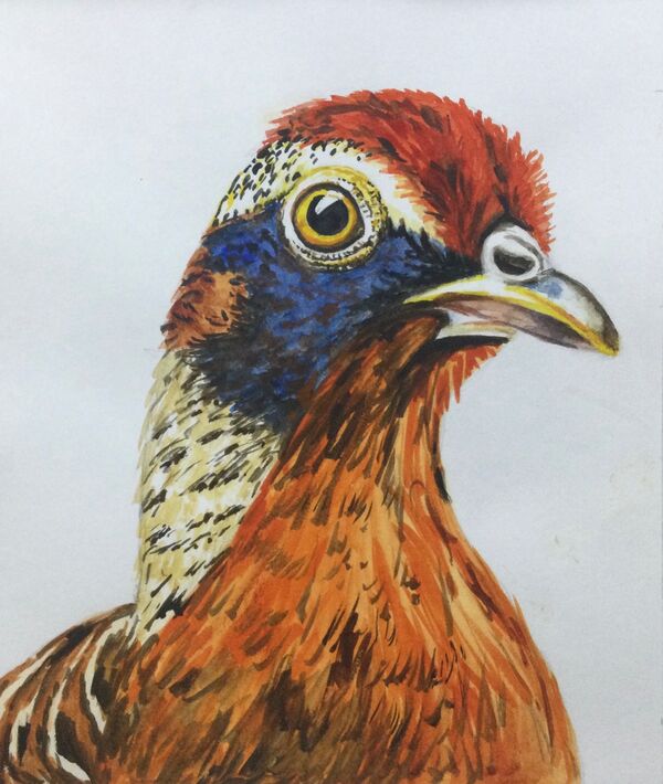 Pheasant