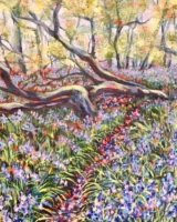 Barnsdale bluebell woods