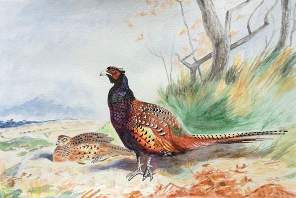 A pheasant couple near Clipsham, Rutland. After Archibald Thorburn. (SOLD 2026)