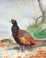 A pheasant couple near Clipsham, Rutland. After Archibald Thorburn. (SOLD 2026)