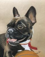 Frenchie