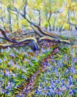 Hambleton Bluebell Woods