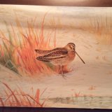 A snipe in the rushes, after Archibald Thorburn 1901. His original was on sale Jan 2018 at £35,000