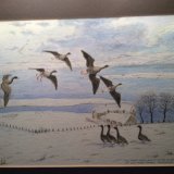 Pink footed geese landing by Loch Leven, some of the 25,000 that arrive from the Arctic each year in great skeins to overwinter