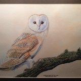 Juvenile barn owl at dusk