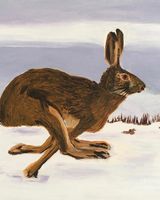 Hare in Snow