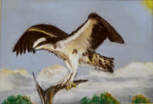 MARCH Osprey Rutland Water. Pastel by Colin Bath