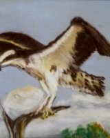 MARCH Osprey Rutland Water. Pastel by Colin Bath