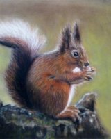 NOVEMBER Red Squirrel. Pastel by Janet Rogers