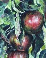 Norfolk Apples