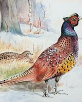 2. A pair of pheasants in the snow near Exton (JANUARY). Bruce Allison. Watercolour