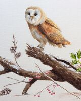 4. Barn Owl in winter near Egleton. Liz Allison. Acrylic