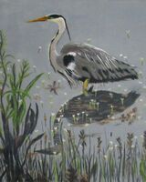 Grey heron, Rutland Water