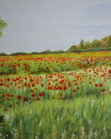 A poppy field near Somerby