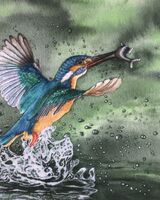 9. A Kingfisher at Oakham Canal