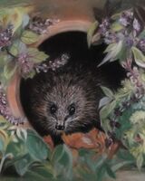 11. Hedgehog heaven in Oakham