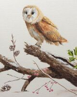 8. Barn Owl in Winter near Egleton