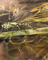 4. Dragonfly on Barrowden village pond