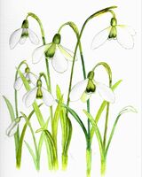 17. Snowdrops from a Barrowden hedgerow