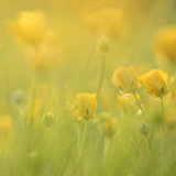 Meadow buttercups