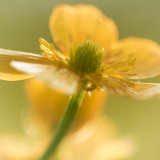 Buttercup close-up