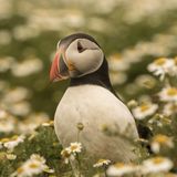 Cute in Camomile
