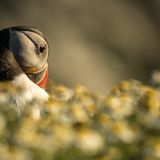 Skomer Island Puffin in daisies