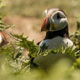 Skomer Island puffins in ferns
