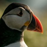 Portrait of a puffin