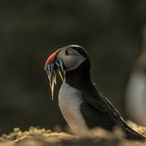 Skomer Island puffin with sand eels