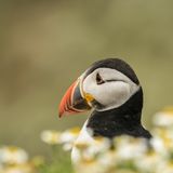 Pensive Puffin