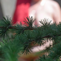 BBW Willow - Can't see the boobs for the trees