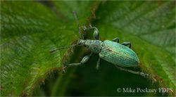 05 Weevil on Nettle