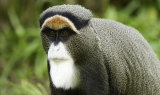 De Brazza's Monkey