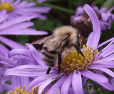 Cuckoo Bee