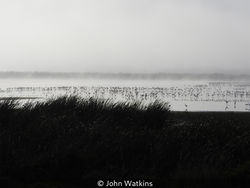Flamingos In A Fret