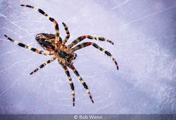 Female Spider
