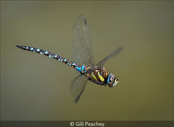 Male Migrant Hawker In Flight