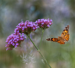 Memories of Summer past