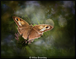 A Summer Beauty