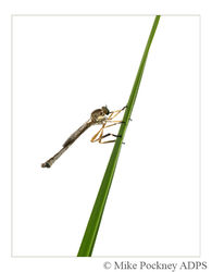 10 Robber fly on Grass