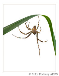 11 Spider on Curved Grass