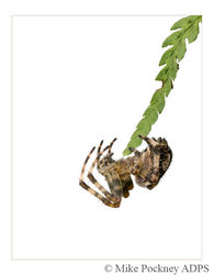 12 Garden Cross Spider on Fern