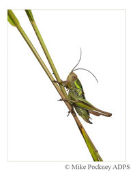 13 Bush-cricket on Grass