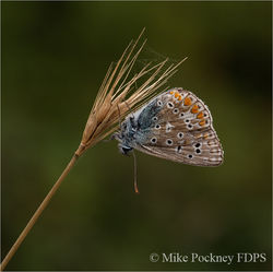 13 Roosting Common Blue on grass