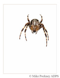 15 Garden Cross Spider Study