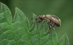 Green Nettle Weevil Feeding